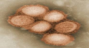 Research Roundup: What is the Best Way to Vaccinate Swine Herds for Influenza A?