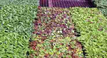Greenhouse Pest Prevention with Beauveria Bassiana