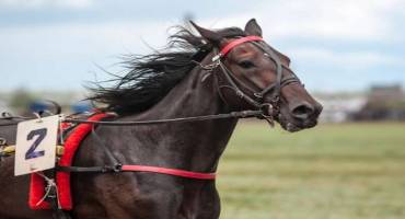 New Test can Detect Presence of Gene Doping in Equines