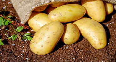 It’s Almost St. Patrick’s Day: Time to Plant Potatoes in Kansas