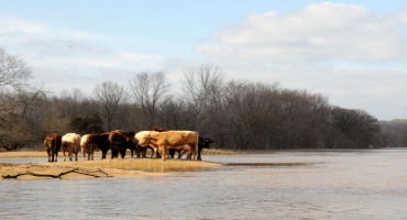Preserving Your Ability To Care for Your Animals When Flooding Occurs