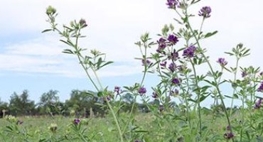 Pasture and Forage Minute: Alfalfa Weeds and Thinning Stands