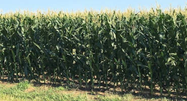 Nebraska Crop Values Rise 22% for 2020