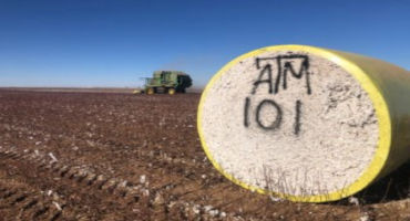 Cotton Trials Provide Producers Valuable Information