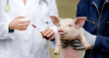 Pig gut microbiome impacts vaccination