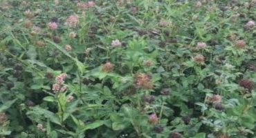 Still Time to Frost Seed Red Clover