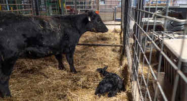 A Backwards Calf Will Need Assistance at Birth