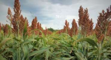 Commodity Prices Favorable for Texas Row Crop Producers