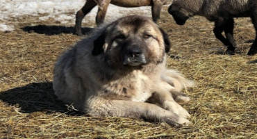 Livestock Guardian Dogs for Improved Protection