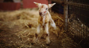 Navel Dips for Lambs and Kids