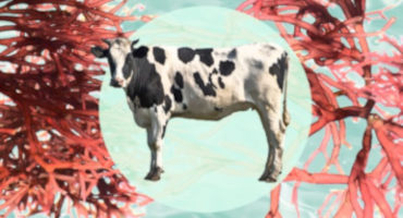 Seaweed: A Planet-Saving, Anti-Burping Drug For Cows