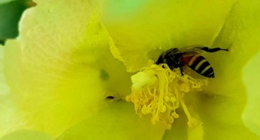 Boosting Insect Diversity may Provide More Consistent Crop Pollination Services