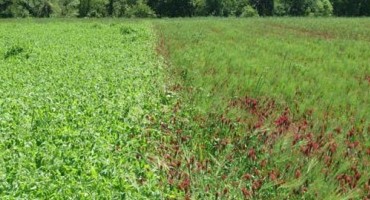 A Unique Year for Cover Crop Winter-kill