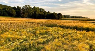 Grain Quality is Key for Malting Barley Production and Marketing