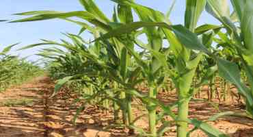 Planting and Growing Sweet Corn