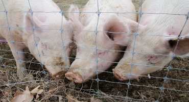 Tool Can Provide Swine Producers with Early Diagnosis of Often-fatal 'Strep Zoo'
