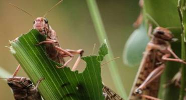 From Locusts to Fires, Agriculture Faces Growing Threats: UN