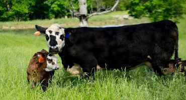 Spring Calves Bring Rush of Management Duties for Producers