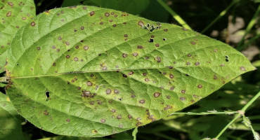 Nebraska Soybean Foliar Fungicide Use Survey