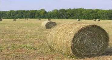 What is the Best Hay Grass that I can Grow?