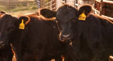 March Cattle on Feed Report Shows Inventory Up, Decline in Placements and Marketings