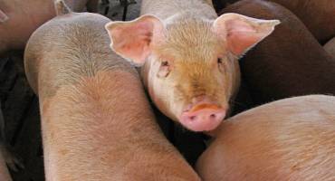 African Swine Fever in China Increasing Uncertainty of 2021 Production