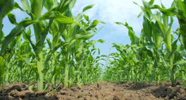 The Dirt on Crop Insurance