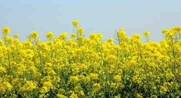 Genetic Resistance Isn’t Enough to Protect Canola, Says Canadian Researchers