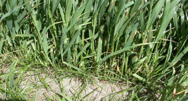 Improving Forage Quality with Oats, Italian Ryegrass, Grass Mixtures