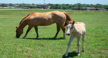 Preparation Helps Foaling Go Smoother For Both Mares And Horse Managers