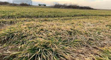 Assessing Winter Wheat Stands and Snow Molds