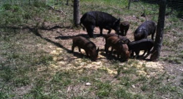 USDA, Cooperative Extension Providing Trapping Assistance, Education to Eradicate Feral Hogs