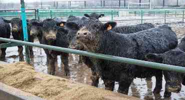 Cattle Producers should know Signs of Foot Rot in Livestock