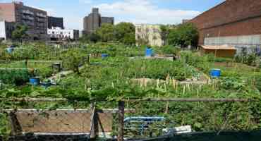 Urban Agriculture can Help, but not Solve, City Food Security Problems