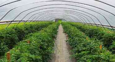 Are the Soluble Salt Levels in Your High Tunnel Limiting Yield?