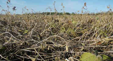 Recommendations for Planting Soybeans After Soybeans