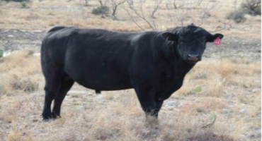 Bull Breeding Soundness Should Be Tested After Winter Storm Uri