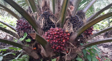 Palm Oil Production Can Grow Without Converting Rainforests and Peatland