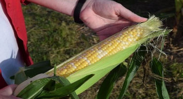 Early Sweet Corn Is Attractive but Comes at a Risk