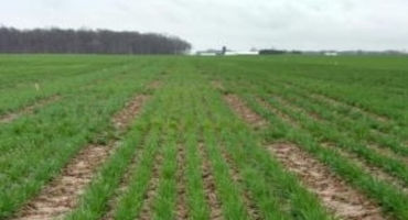 Should you Expect any Freeze Damage to Winter Wheat? Most Likely, No.
