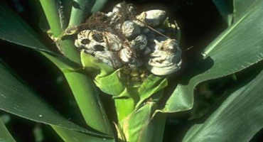 Managing Common Smut in Southern U.S. Corn Fields