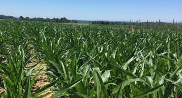 Updated Fungicide Efficacy for Control of Corn Diseases Available