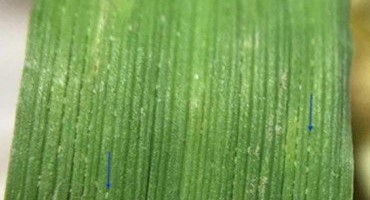 Scout Your Timothy Fields for Mite Populations