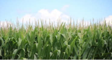 Kentucky Corn and Soybean Farmers Optimistic About 2021 Markets