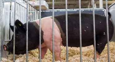 What to know about Official Identification for Exhibition Swine in 2021