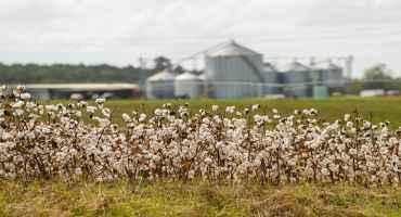 Varieties and Environment Key to Successful Cotton Yields