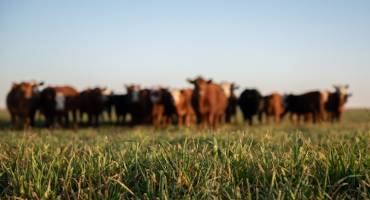 Study Confirms US Beef Industry is the Most Sustainable in the World