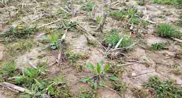 Early Spring Weeds in No-Till Fields