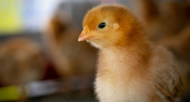 Know The Basics of Poultry Care, Handling And The Risks of Salmonella