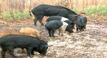 USDA Launches Feral Swine Control Program